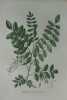 ROBINIA FAUX-ACACIA Planche n°638 Plantes de la France, décrites et peintes d'après nature (BOTANIQUE) GRAVURE ORIGINALE  . Jean-Henri JAUME ...