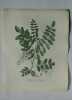 ROBINIA FAUX-ACACIA Planche n°638 Plantes de la France, décrites et peintes d'après nature (BOTANIQUE) GRAVURE ORIGINALE  . Jean-Henri JAUME ...