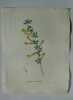 ROBINIA CHAMLAGU Planche n°639 Plantes de la France, décrites et peintes d'après nature (BOTANIQUE) GRAVURE ORIGINALE  . Jean-Henri JAUME ...