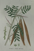 FEVIER A TROIS POINTES Planche n°647  Plantes de la France, décrites et peintes d'après nature (BOTANIQUE) GRAVURE ORIGINALE   par Jean-Henri JAUME SAINT-HILAIRE - Image 1