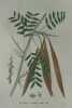 FEVIER A TROIS POINTES Planche n°647  Plantes de la France, décrites et peintes d'après nature (BOTANIQUE) GRAVURE ORIGINALE  . Jean-Henri JAUME ...