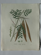 FEVIER A TROIS POINTES Planche n°647  Plantes de la France, décrites et peintes d'après nature (BOTANIQUE) GRAVURE ORIGINALE   par Jean-Henri JAUME SAINT-HILAIRE - Image 2