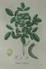 NOYER COMMUN Planche n°649  Plantes de la France, décrites et peintes d'après nature (BOTANIQUE) GRAVURE ORIGINALE  . Jean-Henri JAUME SAINT-HILAIRE