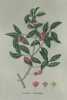FUSAIN D'EUROPE Planche n°661 Plantes de la France, décrites et peintes d'après nature (BOTANIQUE) GRAVURE ORIGINALE  . Jean-Henri JAUME SAINT-HILAIRE