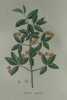 FUSAIN GALEUX Planche n°662 Plantes de la France, décrites et peintes d'après nature (BOTANIQUE) GRAVURE ORIGINALE  . Jean-Henri JAUME SAINT-HILAIRE