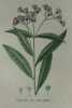 VERNONIA DE NEW-YORCK  Planche n°663 Plantes de la France, décrites et peintes d'après nature (BOTANIQUE) GRAVURE ORIGINALE  . Jean-Henri JAUME ...
