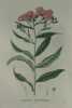 VERNONIA GIGANTESQUE Planche n°664 Plantes de la France, décrites et peintes d'après nature (BOTANIQUE) GRAVURE ORIGINALE  . Jean-Henri JAUME ...