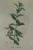 LYCOPE D'EUROPE Planche n°665 Plantes de la France, décrites et peintes d'après nature (BOTANIQUE) GRAVURE ORIGINALE  . Jean-Henri JAUME SAINT-HILAIRE