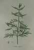 LYCOPE ELEVE Planche n°666 Plantes de la France, décrites et peintes d'après nature (BOTANIQUE) GRAVURE ORIGINALE  . Jean-Henri JAUME SAINT-HILAIRE