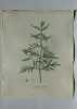 LYCOPE ELEVE Planche n°666 Plantes de la France, décrites et peintes d'après nature (BOTANIQUE) GRAVURE ORIGINALE  . Jean-Henri JAUME SAINT-HILAIRE