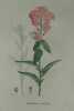 JULIENNE CULTIVEE Planche n°667 Plantes de la France, décrites et peintes d'après nature (BOTANIQUE) GRAVURE ORIGINALE  . Jean-Henri JAUME ...