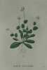 JULIENNE PRINTANIERE Planche n°669 Plantes de la France, décrites et peintes d'après nature (BOTANIQUE) GRAVURE ORIGINALE  . Jean-Henri JAUME ...