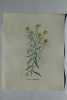 VELAR GIROFLEE  Planche n°675 Plantes de la France, décrites et peintes d'après nature (BOTANIQUE) GRAVURE ORIGINALE  . Jean-Henri JAUME SAINT-HILAIRE