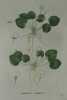 MORENE COMMUNE  Planche n°679 Plantes de la France, décrites et peintes d'après nature (BOTANIQUE) GRAVURE ORIGINALE  . Jean-Henri JAUME SAINT-HILAIRE