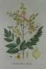 KOELREUTERIA PANICULE Planche n°684 Plantes de la France, décrites et peintes d'après nature (BOTANIQUE) GRAVURE ORIGINALE  . Jean-Henri JAUME ...