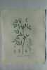 LENTILLE CULTIVEE Planche n°687 Plantes de la France, décrites et peintes d'après nature (BOTANIQUE) GRAVURE ORIGINALE  . Jean-Henri JAUME ...