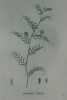 LENTILLE VELUE Planche n°688 Plantes de la France, décrites et peintes d'après nature (BOTANIQUE) GRAVURE ORIGINALE  . Jean-Henri JAUME SAINT-HILAIRE