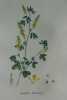 MELILOT OFFICINAL Planche n°689 Plantes de la France, décrites et peintes d'après nature (BOTANIQUE) GRAVURE ORIGINALE  . Jean-Henri JAUME ...