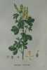 MELILOT D'ITALIE Planche n°690 Plantes de la France, décrites et peintes d'après nature (BOTANIQUE) GRAVURE ORIGINALE  . Jean-Henri JAUME ...