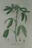 MELILOT BLEU  Planche n°691 Plantes de la France, décrites et peintes d'après nature (BOTANIQUE) GRAVURE ORIGINALE  . Jean-Henri JAUME SAINT-HILAIRE
