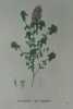 ZIZIPHORA DE VIRGINIE Planche n°693 Plantes de la France, décrites et peintes d'après nature (BOTANIQUE) GRAVURE ORIGINALE  . Jean-Henri JAUME ...