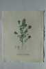 ZIZIPHORA DE VIRGINIE Planche n°693 Plantes de la France, décrites et peintes d'après nature (BOTANIQUE) GRAVURE ORIGINALE  . Jean-Henri JAUME ...