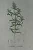 ZIZIPHORA LANCEOLEE Planche n°694 Plantes de la France, décrites et peintes d'après nature (BOTANIQUE) GRAVURE ORIGINALE  . Jean-Henri JAUME ...