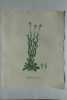 TOURETTE VELUE Planche n°697 Plantes de la France, décrites et peintes d'après nature (BOTANIQUE) GRAVURE ORIGINALE  . Jean-Henri JAUME SAINT-HILAIRE