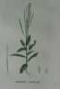 TOURETTE AURICULEE Planche n°698 Plantes de la France, décrites et peintes d'après nature (BOTANIQUE) GRAVURE ORIGINALE  . Jean-Henri JAUME ...
