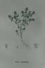 THYM SERPOLET Planche n°700 Plantes de la France, décrites et peintes d'après nature (BOTANIQUE) GRAVURE ORIGINALE  . Jean-Henri JAUME SAINT-HILAIRE