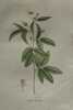 RONCE HISPIDE Planche n°426 Plantes de la France, décrites et peintes d'après nature (BOTANIQUE) GRAVURE ORIGINALE  . Jean-Henri JAUME SAINT-HILAIRE