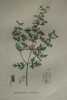 GERMANDREE BOTRYDE Planche n°433 Plantes de la France, décrites et peintes d'après nature (BOTANIQUE) GRAVURE ORIGINALE  . Jean-Henri JAUME ...