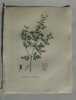 GERMANDREE BOTRYDE Planche n°433 Plantes de la France, décrites et peintes d'après nature (BOTANIQUE) GRAVURE ORIGINALE  . Jean-Henri JAUME ...