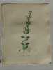 GERMANDREE JAUNE Planche n°437 Plantes de la France, décrites et peintes d'après nature (BOTANIQUE) GRAVURE ORIGINALE  . Jean-Henri JAUME ...