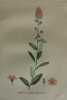 SPIREE A FEUILLES DE SAULE Planche n°439 Plantes de la France, décrites et peintes d'après nature (BOTANIQUE) GRAVURE ORIGINALE  . Jean-Henri JAUME ...