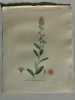 SPIREE A FEUILLES DE SAULE Planche n°439 Plantes de la France, décrites et peintes d'après nature (BOTANIQUE) GRAVURE ORIGINALE  . Jean-Henri JAUME ...