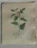 SPIREE A FEUILLES D'OBIER Planche n°441 Plantes de la France, décrites et peintes d'après nature (BOTANIQUE) GRAVURE ORIGINALE  . Jean-Henri JAUME ...