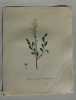SPIREE A FEUILLES DE MILLEPERTIUS Planche n°443 Plantes de la France, décrites et peintes d'après nature (BOTANIQUE) GRAVURE ORIGINALE  . Jean-Henri ...