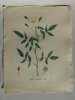 ROSIER TOUJOURS VERT Planche n°457 Plantes de la France, décrites et peintes d'après nature (BOTANIQUE) GRAVURE ORIGINALE  . Jean-Henri JAUME ...