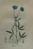 PSORALEA BITUMINEUX Planche n°462 Plantes de la France, décrites et peintes d'après nature (BOTANIQUE) GRAVURE ORIGINALE  . Jean-Henri JAUME ...