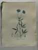 PSORALEA BITUMINEUX Planche n°462 Plantes de la France, décrites et peintes d'après nature (BOTANIQUE) GRAVURE ORIGINALE  . Jean-Henri JAUME ...