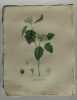 NEFLIER  ECARLATE Planche n°471 Plantes de la France, décrites et peintes d'après nature (BOTANIQUE) GRAVURE ORIGINALE  . Jean-Henri JAUME ...
