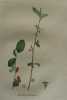 NEFLIER  COTONEUX Planche n°472 Plantes de la France, décrites et peintes d'après nature (BOTANIQUE) GRAVURE ORIGINALE  . Jean-Henri JAUME ...