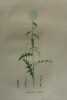 ECHINOPE RITRO Planche n°483 Plantes de la France, décrites et peintes d'après nature (BOTANIQUE) GRAVURE ORIGINALE  . Jean-Henri JAUME SAINT-HILAIRE