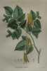 NOISETTIER COMMUN Planche n°491 Plantes de la France, décrites et peintes d'après nature (BOTANIQUE) GRAVURE ORIGINALE  . Jean-Henri JAUME ...