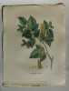 NOISETTIER COMMUN Planche n°491 Plantes de la France, décrites et peintes d'après nature (BOTANIQUE) GRAVURE ORIGINALE  . Jean-Henri JAUME ...