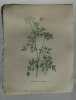 ETHUSE FAUX-PERSIL Planche n°498 Plantes de la France, décrites et peintes d'après nature (BOTANIQUE) GRAVURE ORIGINALE  . Jean-Henri JAUME ...
