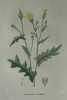 UROSPERME PICRIDEE Planche n°642 Plantes de la France, décrites et peintes d'après nature (BOTANIQUE) GRAVURE ORIGINALE  . Jean-Henri JAUME ...