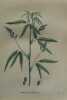 PSORALEA GLANDULEUX Planche n°463 Plantes de la France, décrites et peintes d'après nature (BOTANIQUE) GRAVURE ORIGINALE  . Jean-Henri JAUME ...