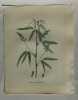 PSORALEA GLANDULEUX Planche n°463 Plantes de la France, décrites et peintes d'après nature (BOTANIQUE) GRAVURE ORIGINALE  . Jean-Henri JAUME ...
